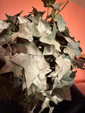 artificial English Ivy topiary tree in a decorative planter.  - thumbnail 3 of 6