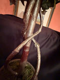 artificial English Ivy topiary tree in a decorative planter.  - thumbnail 4 of 6