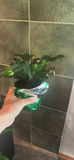 Collection of Potted Houseplants and Wicker Basket - thumbnail 5 of 7