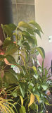 Collection of Potted Houseplants and Wicker Basket - thumbnail 3 of 7