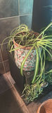 Collection of Potted Houseplants and Wicker Basket - thumbnail 2 of 7