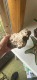 Decorative Driftwood Staff, Mineral Rock, Tiki Carving, and Shell Dish - thumbnail 7 of 7