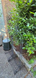 Wire Plant Support Racks/Cages - thumbnail 3 of 3