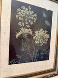 Framed botanical print of umbel flowers - thumbnail 2 of 3