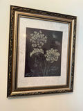 Framed botanical print of umbel flowers - thumbnail 1 of 3