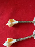 Mother of Pearl and conch - thumbnail 3 of 3