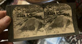 3 Keystone African Stereocards Elephant Poaching - thumbnail 9 of 12