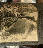 3 Keystone African Stereocards Elephant Poaching - thumbnail 10 of 12