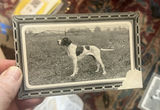 Lot 7 Early 1900s Dog Postcards Unused Cute - thumbnail 7 of 11