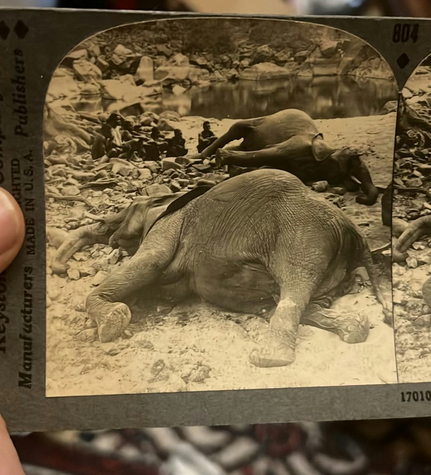 3 Keystone  African Stereocards Elephant Poaching - image 11 of 12