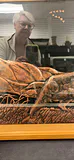 Framed Hunting Dog Relief Wall Art - thumbnail 4 of 7