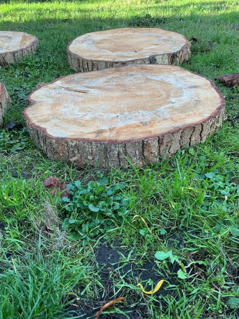 Round Maple tree stump cross-sections set - image 2 of 4