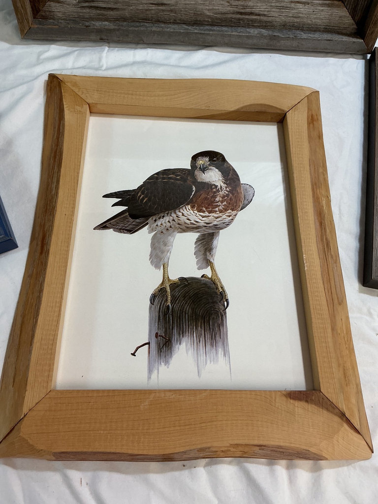 Framed Art Collection: Hawk, Brain Diagram, Botanical Print, and Abstract Green Piece - image 2 of 6