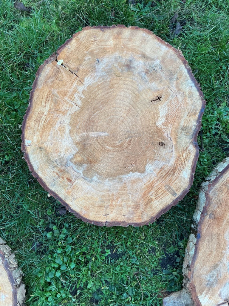 Round Maple tree stump cross-sections set - image 4 of 4