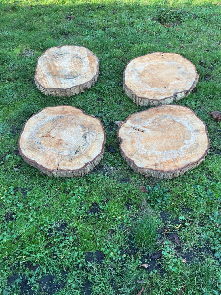 Round Maple tree stump cross-sections set - image 3 of 4