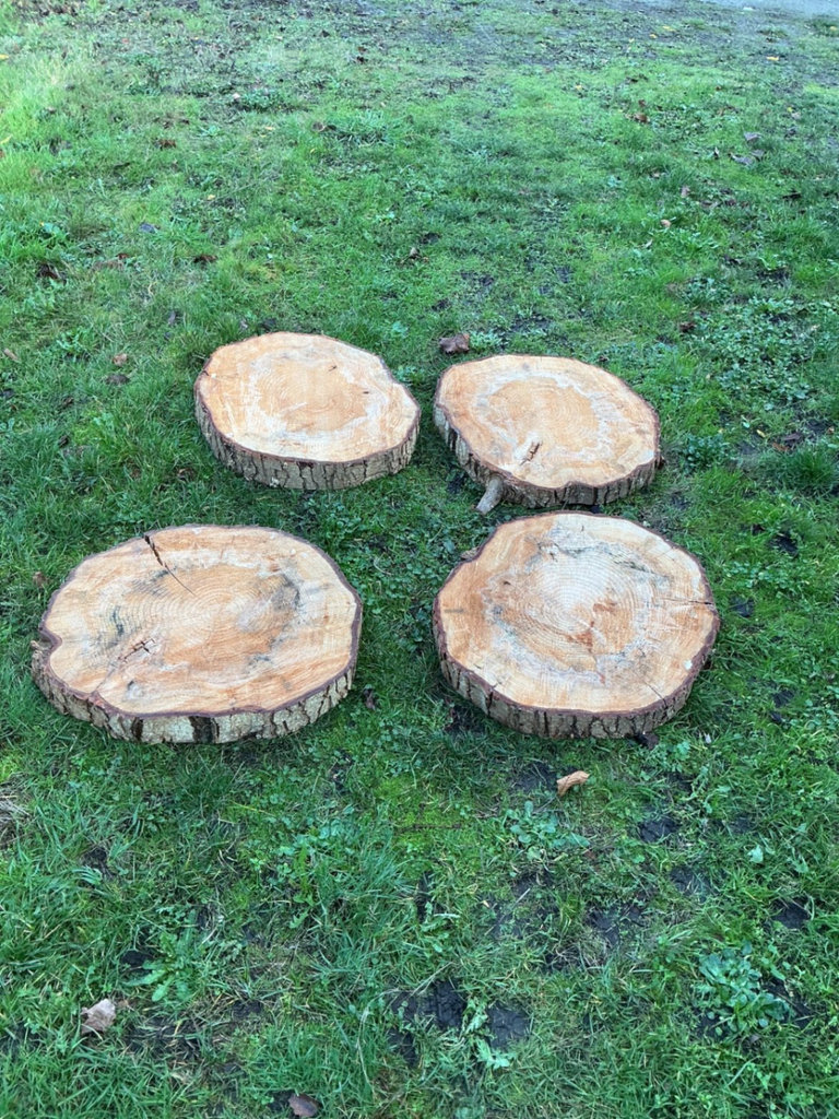 Round Maple tree stump cross-sections set - image 1 of 4