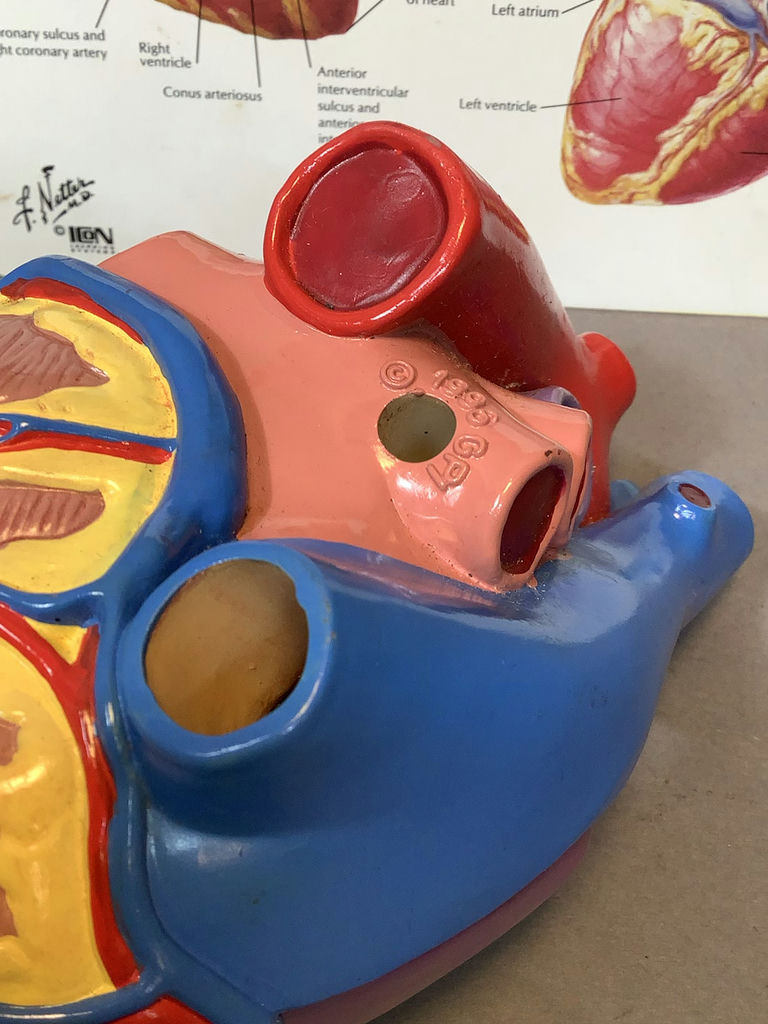 Intro to Anatomy - image 4 of 15