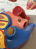 Intro to Anatomy - thumbnail 4 of 15