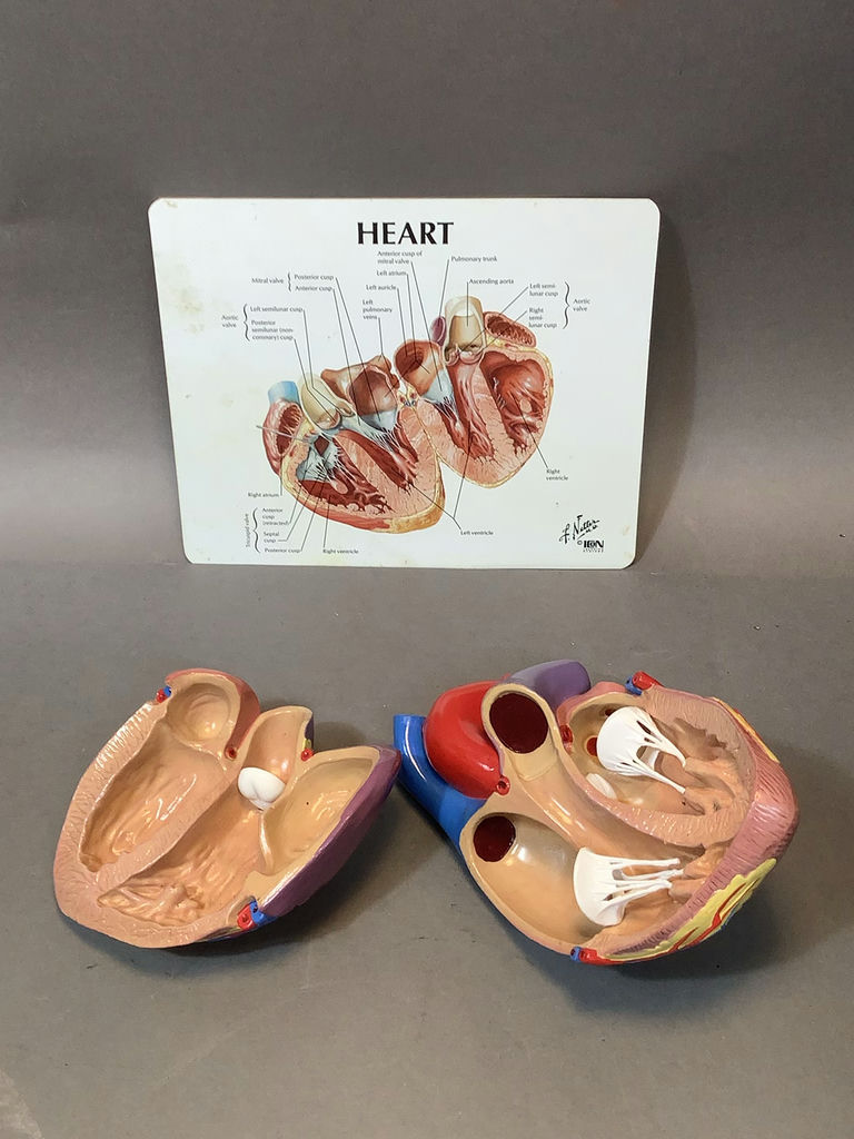Intro to Anatomy - image 5 of 15
