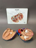 Intro to Anatomy - thumbnail 5 of 15
