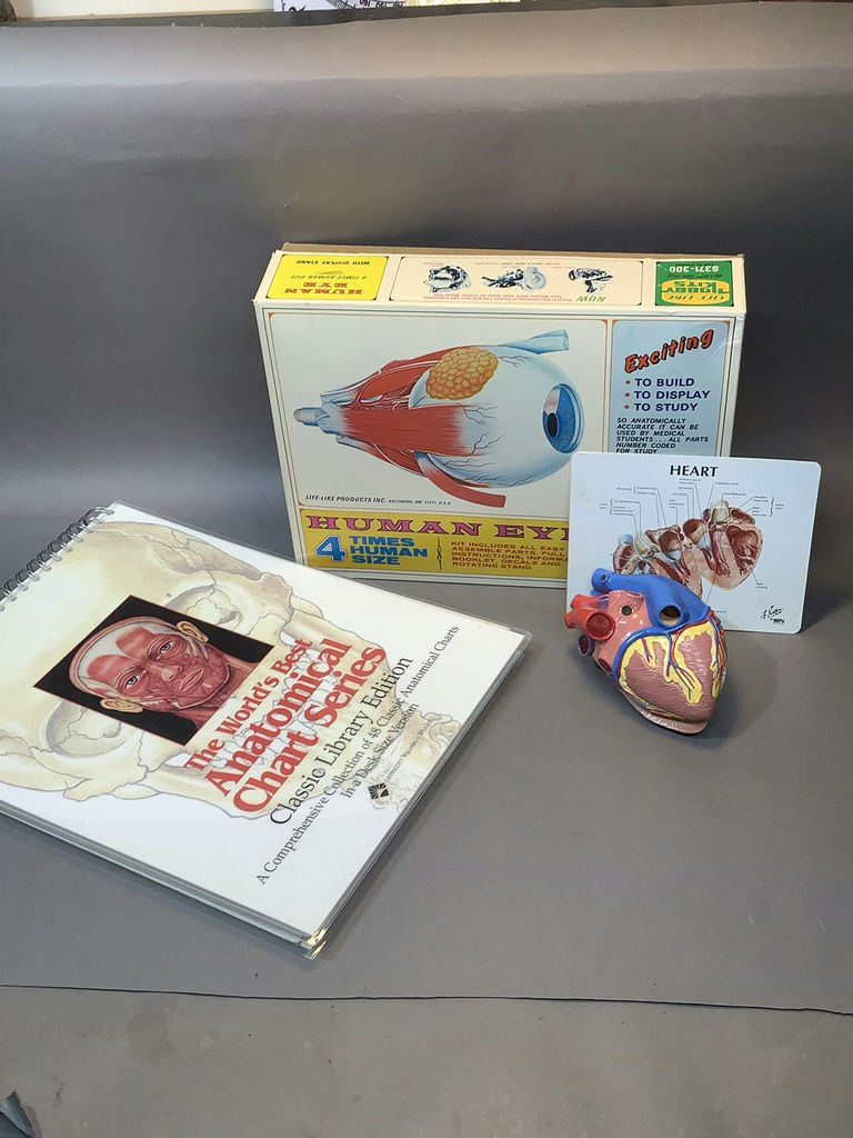 Intro to Anatomy - image 1 of 15