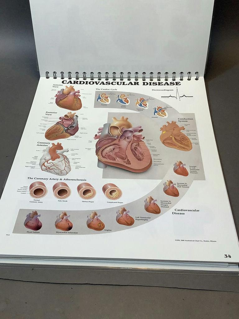 Intro to Anatomy - image 12 of 15