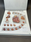 Intro to Anatomy - thumbnail 12 of 15