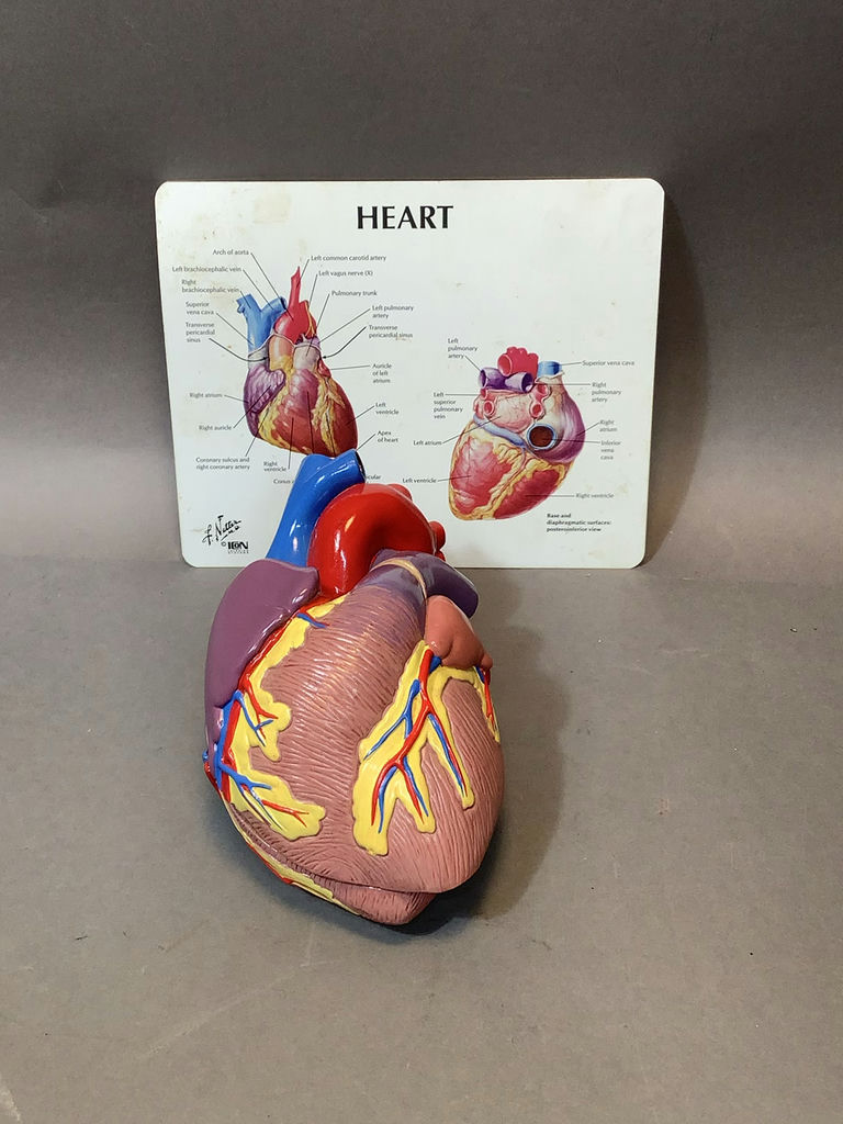 Intro to Anatomy - image 2 of 15