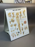 Intro to Anatomy - thumbnail 13 of 15