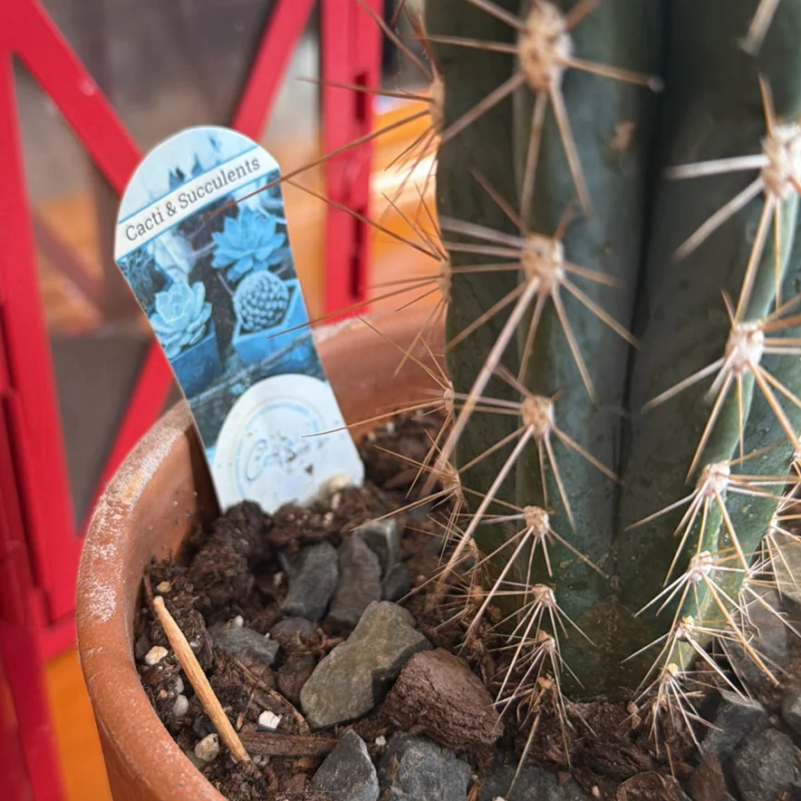 Lanterns, and Potted Cactus - image 3 of 3