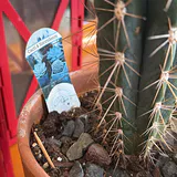Lanterns, and Potted Cactus - thumbnail 3 of 3