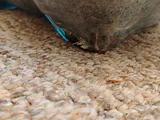 Glass Pig-Shaped Terrarium Container - thumbnail 4 of 6