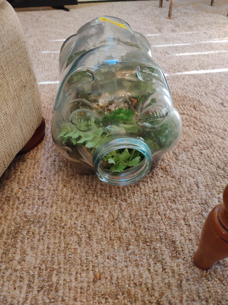Glass Pig-Shaped Terrarium Container - image 1 of 6