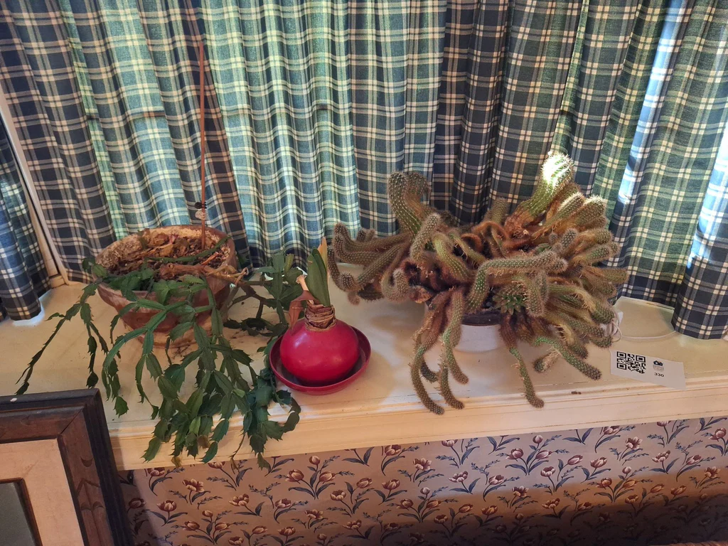 Collection of Potted Houseplants - image 5 of 7