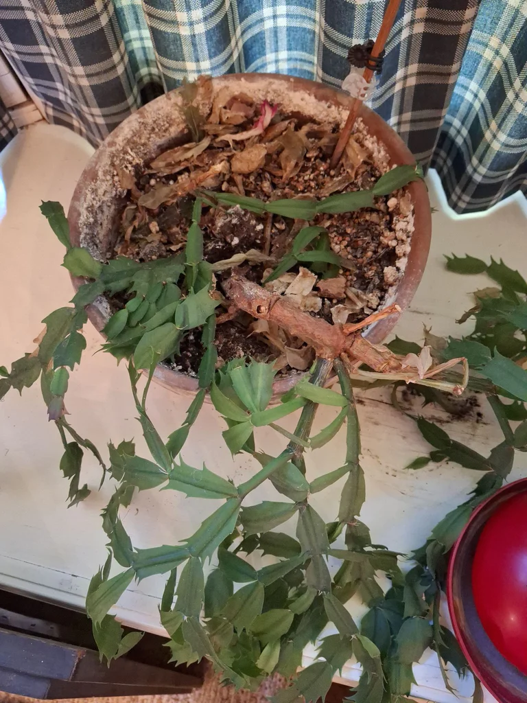 Collection of Potted Houseplants - image 7 of 7