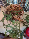 Collection of Potted Houseplants - thumbnail 7 of 7