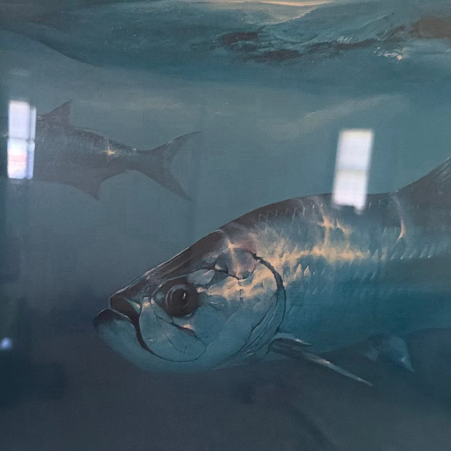 Framed "Trophy Tarpon" Limited Edition Print - image 6 of 8