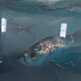 Framed "Trophy Tarpon" Limited Edition Print - thumbnail 6 of 8