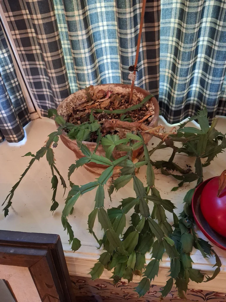 Collection of Potted Houseplants - image 2 of 7