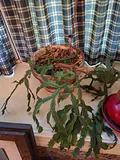 Collection of Potted Houseplants - thumbnail 2 of 7