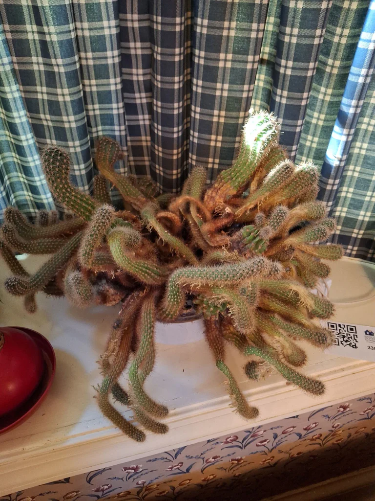 Collection of Potted Houseplants - image 4 of 7