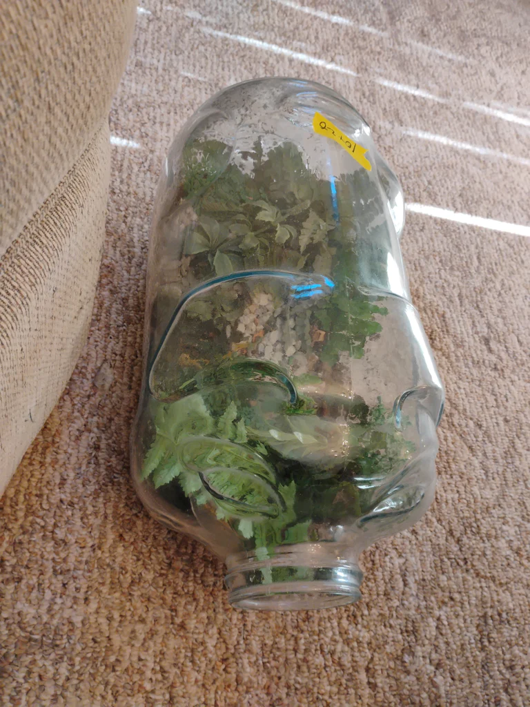 Glass Pig-Shaped Terrarium Container - image 3 of 6
