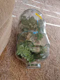 Glass Pig-Shaped Terrarium Container - thumbnail 3 of 6