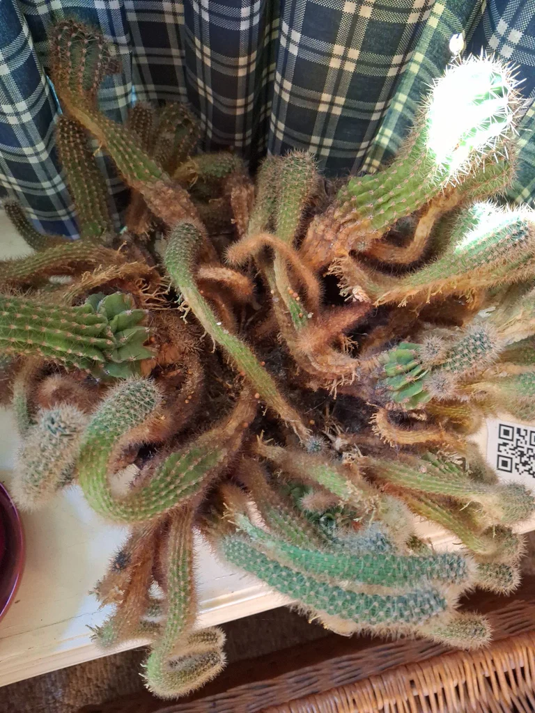 Collection of Potted Houseplants - image 6 of 7