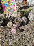 Garden Flags, Wind Chime, Bird Feeder, Hooks - thumbnail 2 of 9