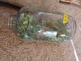 Glass Pig-Shaped Terrarium Container - thumbnail 6 of 6