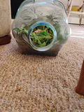 Glass Pig-Shaped Terrarium Container - thumbnail 2 of 6