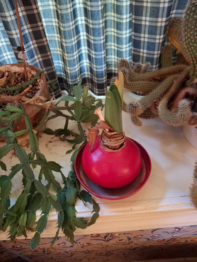 Collection of Potted Houseplants - image 3 of 7