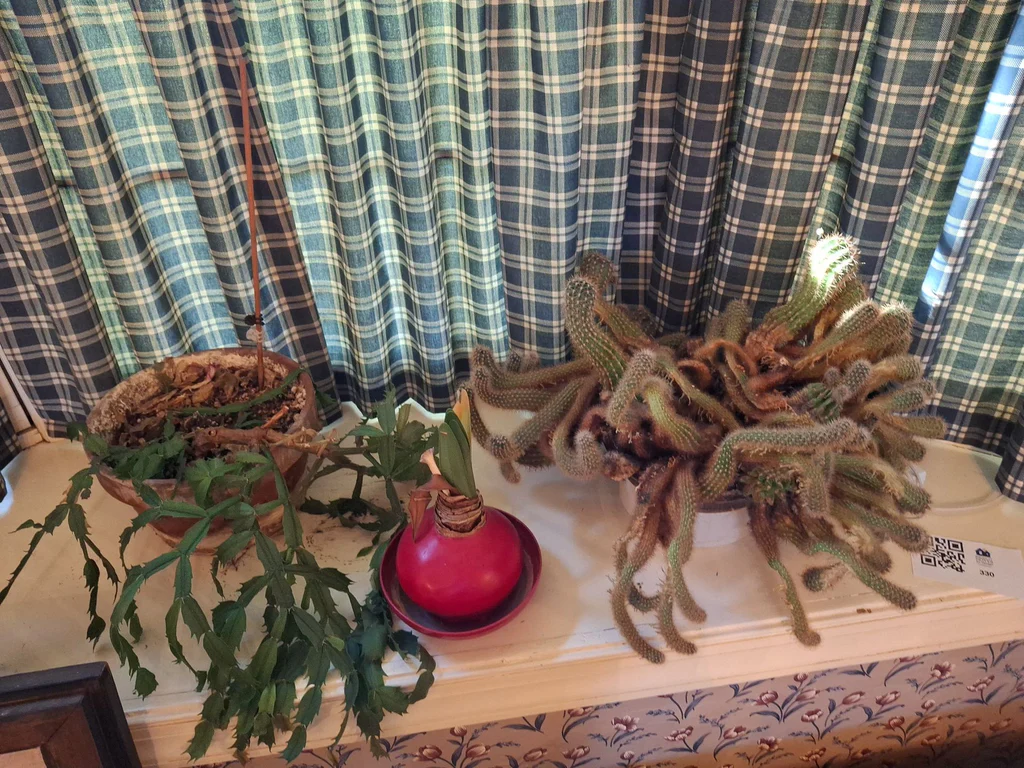 Collection of Potted Houseplants - image 1 of 7