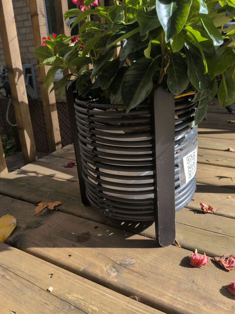 Flowering Potted Plant in Black Planter - image 2 of 4